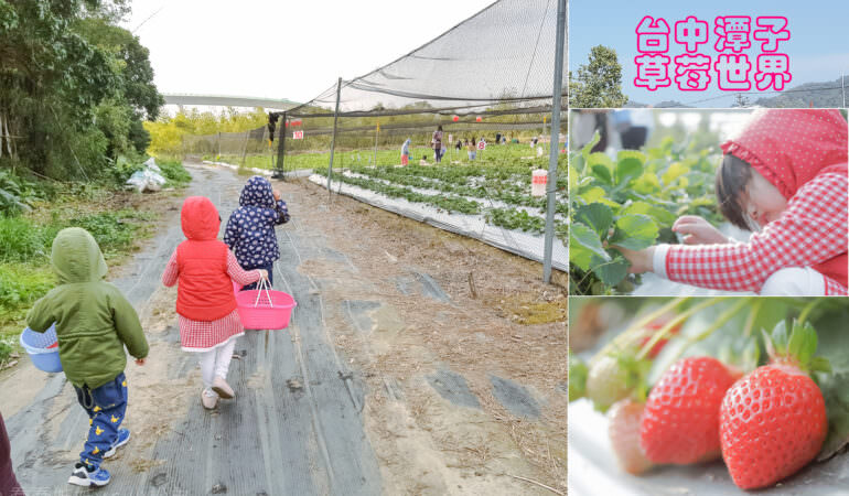 草莓世界