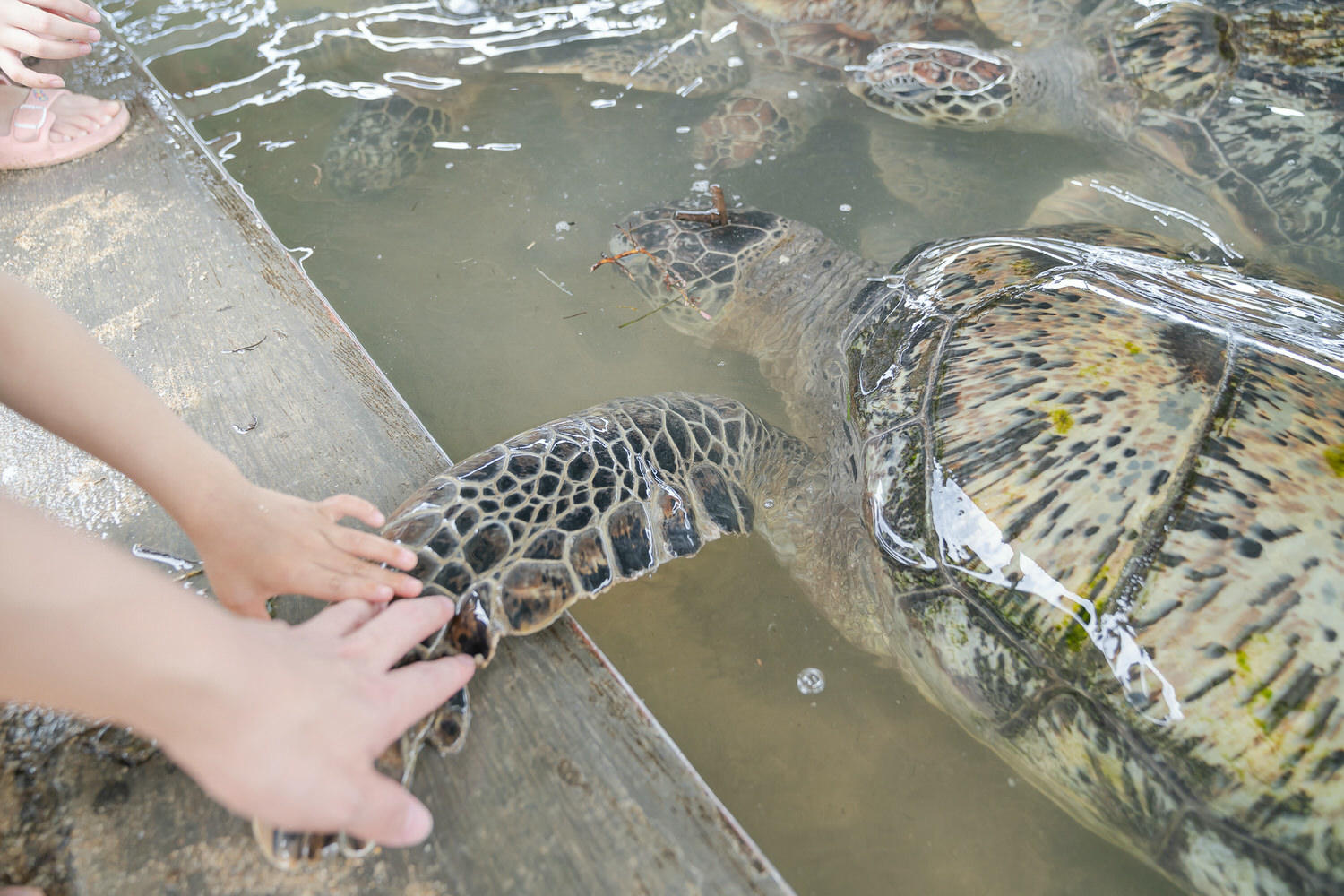 【峇里島】南灣海龜島。搭乘玻璃底船出海吹風。TambakSari Turtle Island - 第14張圖