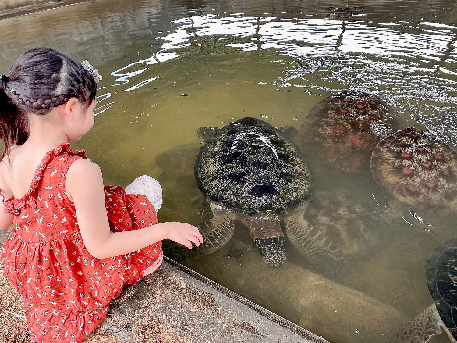 【峇里島】南灣海龜島。搭乘玻璃底船出海吹風。TambakSari Turtle Island - 第13張圖