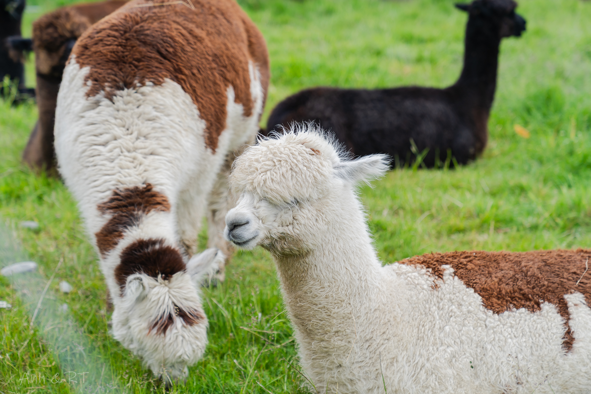紐西蘭自由行。14天南島親子旅遊行程、景點、花費 - 第83張圖