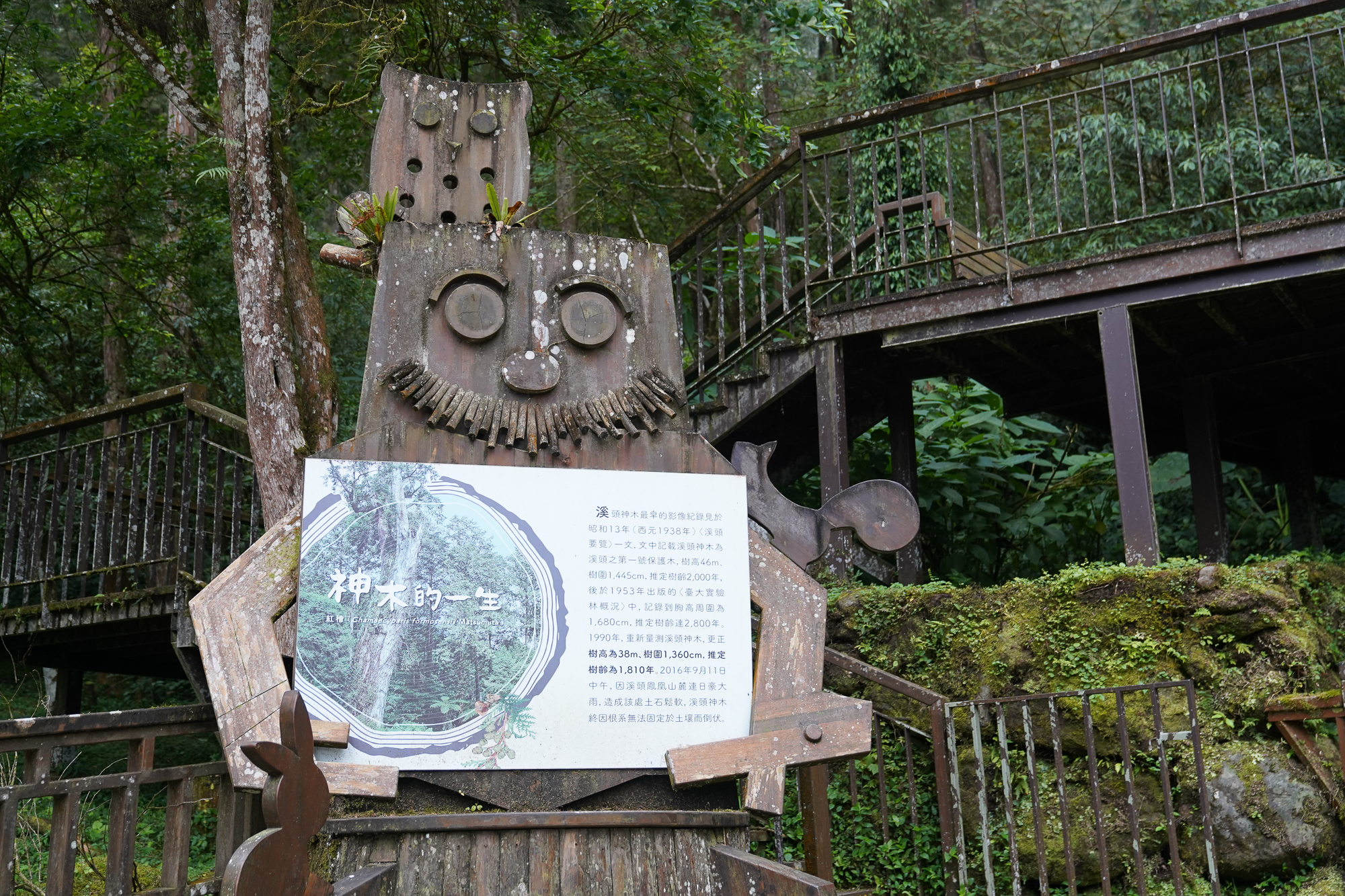 【南投】溪頭自然教育園區(溪頭國家森林遊樂區)。門票、停車、住宿選擇。溪頭青年活動中心住宿 - 第10張圖