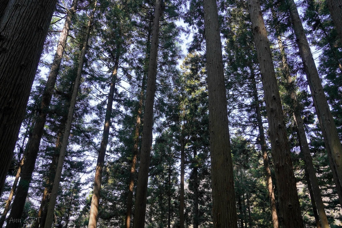 【日本新潟】樂天新井度假村 (Lotte Arai)滑雪/溫泉/度假。美黛子遊日本5日遊親子行程分享