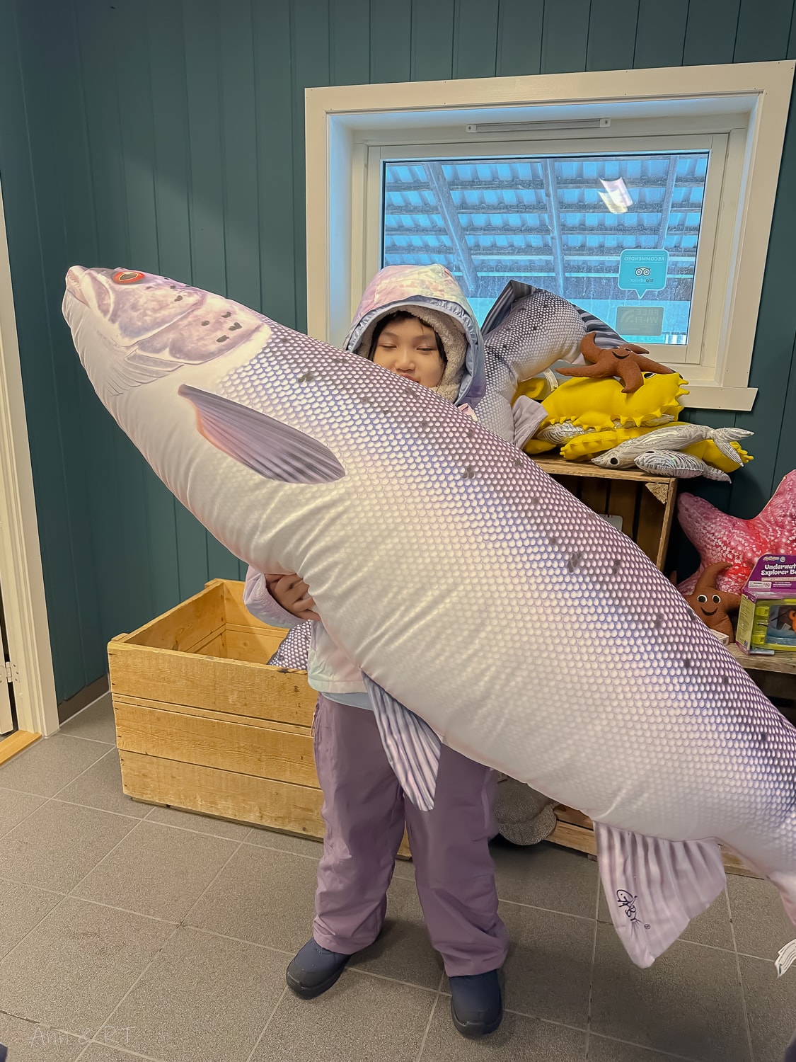 【挪威親子自由行】海中央的鮭魚養殖場體驗。羅弗敦自駕之旅