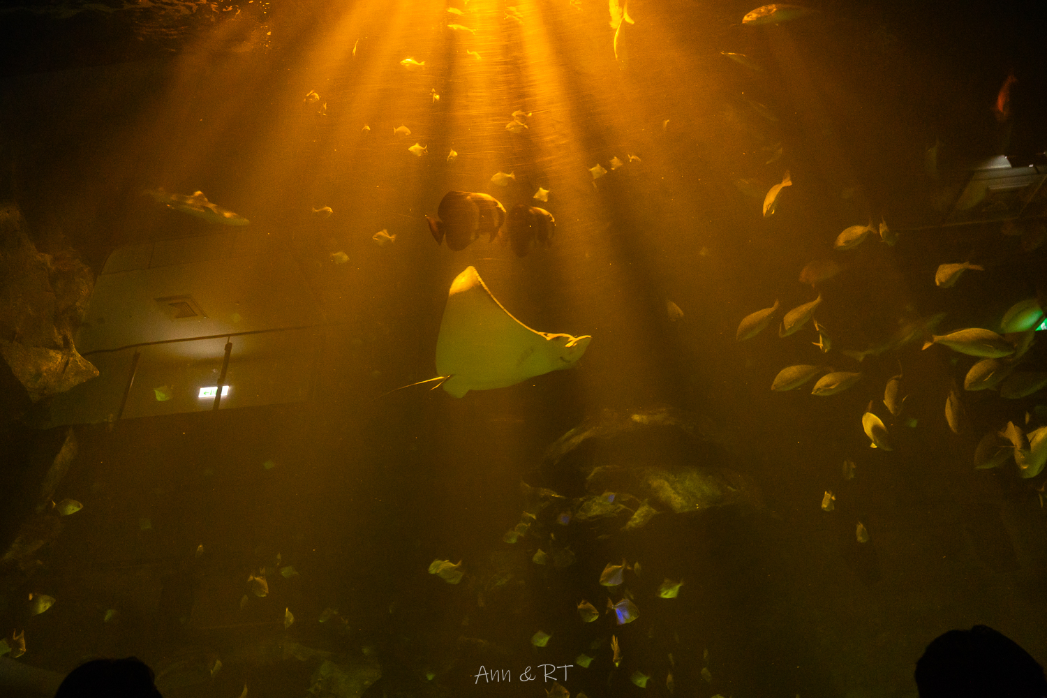 【桃園】夜宿XPARK海洋館。COZZI Blu和逸飯店·桃園館｜Blu Night 星級海洋眠旅。睡在大水族缸前超夢幻