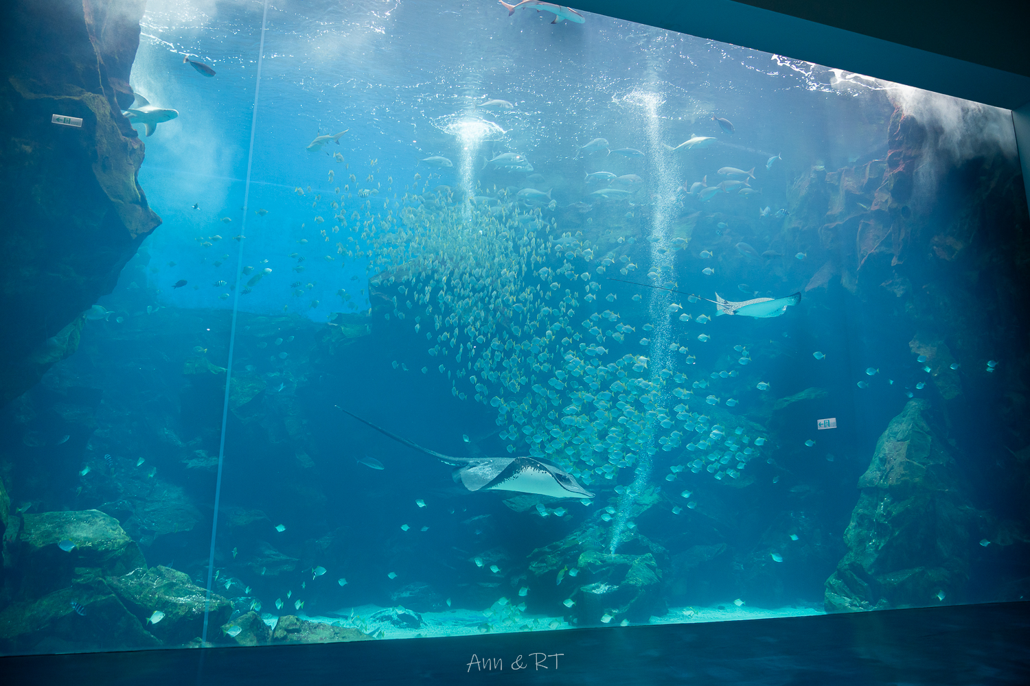 【桃園】夜宿XPARK海洋館。COZZI Blu和逸飯店·桃園館｜Blu Night 星級海洋眠旅。睡在大水族缸前超夢幻