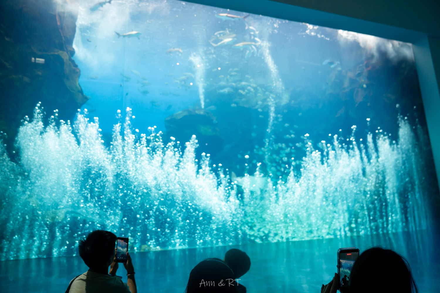 【桃園】夜宿XPARK海洋館。COZZI Blu和逸飯店·桃園館｜Blu Night 星級海洋眠旅。睡在大水族缸前超夢幻