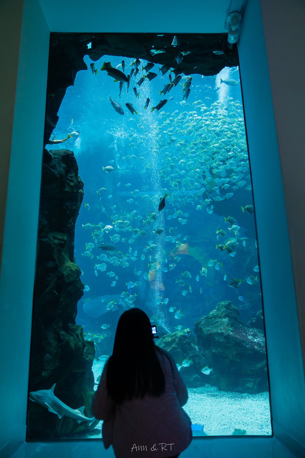 【桃園】夜宿XPARK海洋館。COZZI Blu和逸飯店·桃園館｜Blu Night 星級海洋眠旅。睡在大水族缸前超夢幻