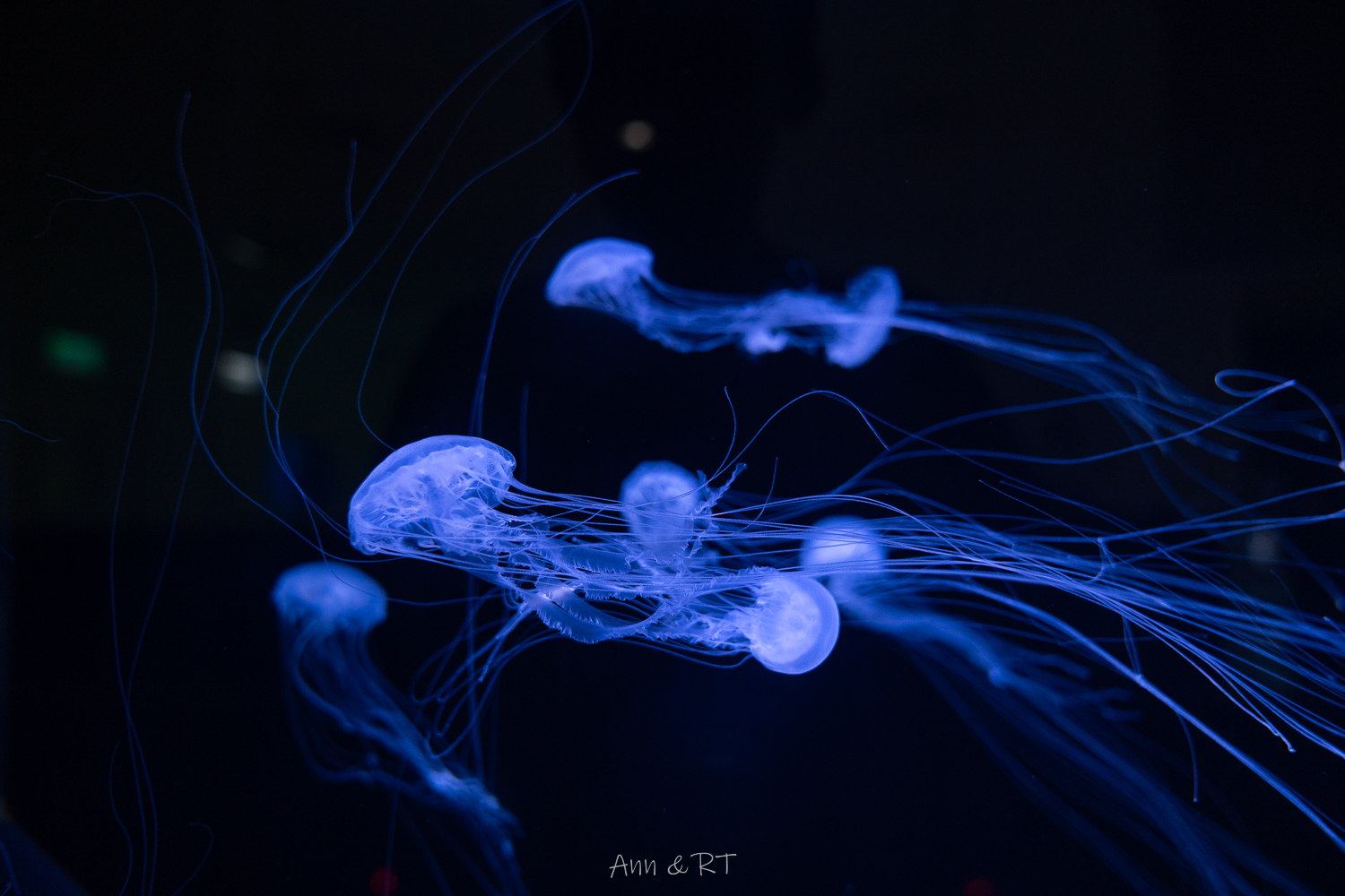 【桃園】夜宿XPARK海洋館。COZZI Blu和逸飯店·桃園館｜Blu Night 星級海洋眠旅。睡在大水族缸前超夢幻